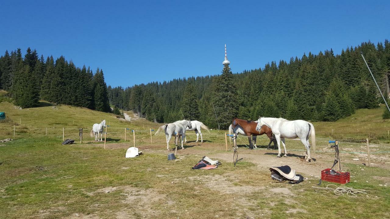 Papa Moose Pamporovo Apartment Bagian luar foto